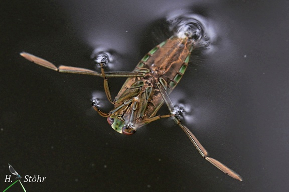 Gemeiner Rückenschwimmer (Notonecta glauca)